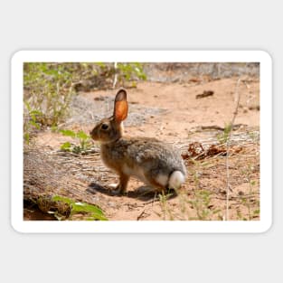 Desert Cottontail Sticker